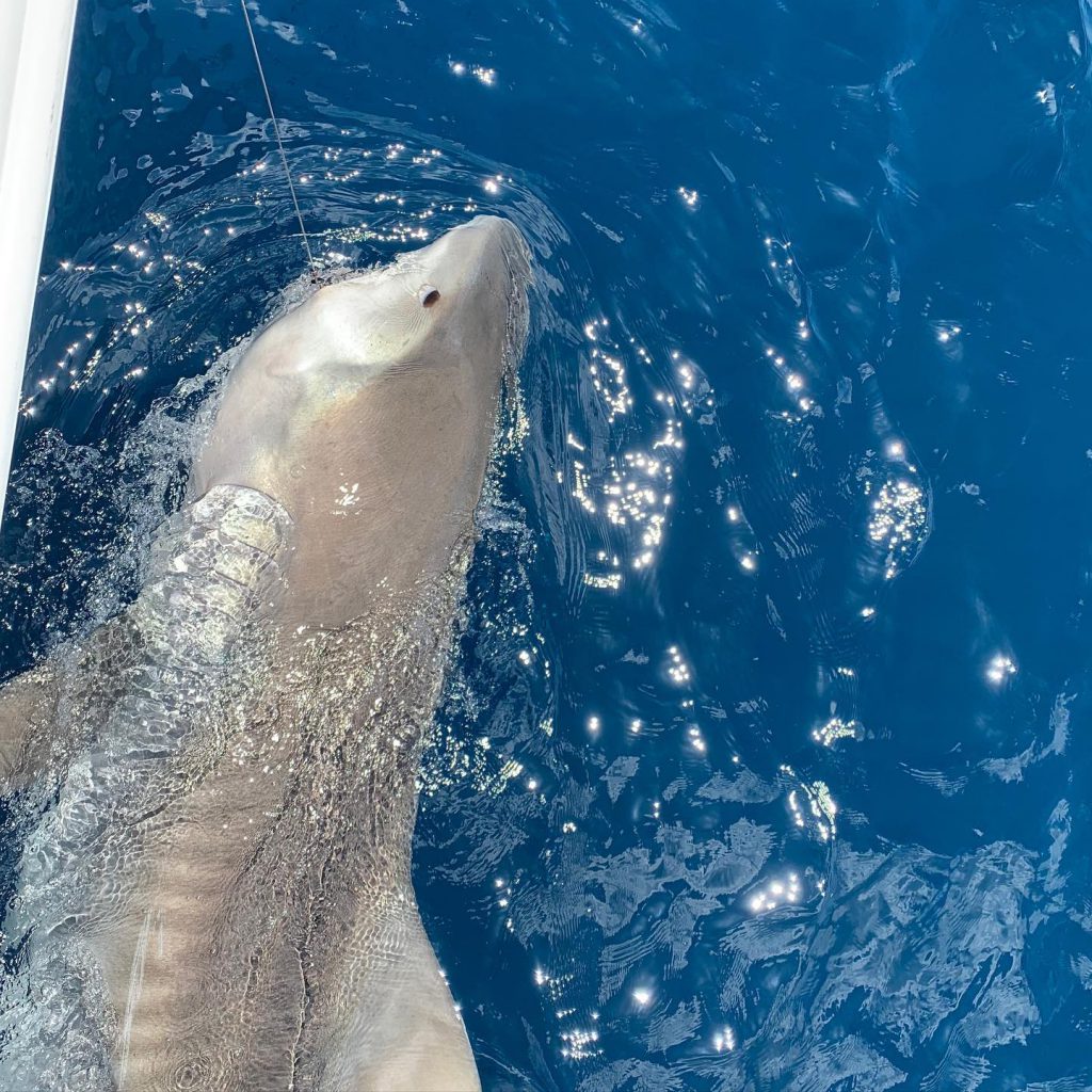 tiger shark florida gulf coast