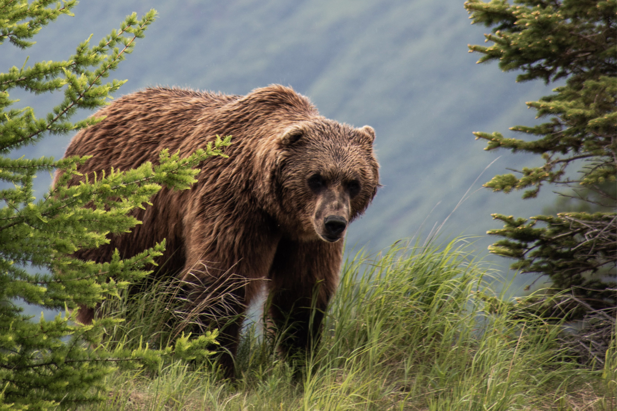 5 Ways To Avoid a Grizzly Bear Attack and How To Survive One