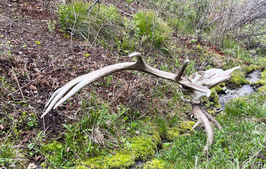 bleached elk skull is laura zerra dream find