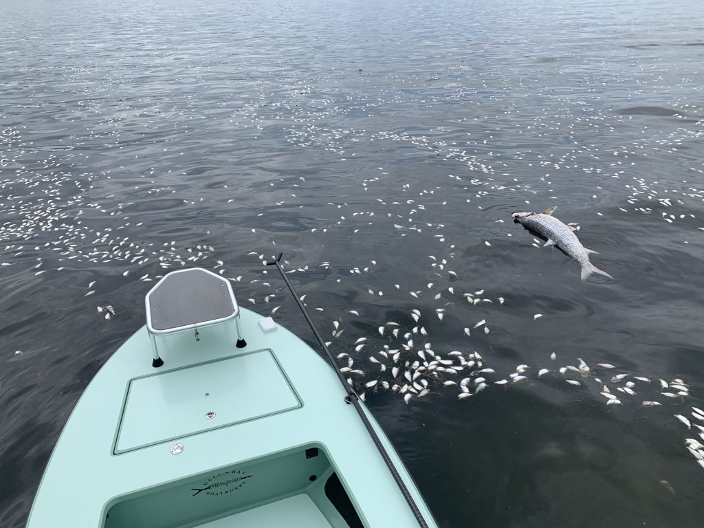 tampa bay fish kill 