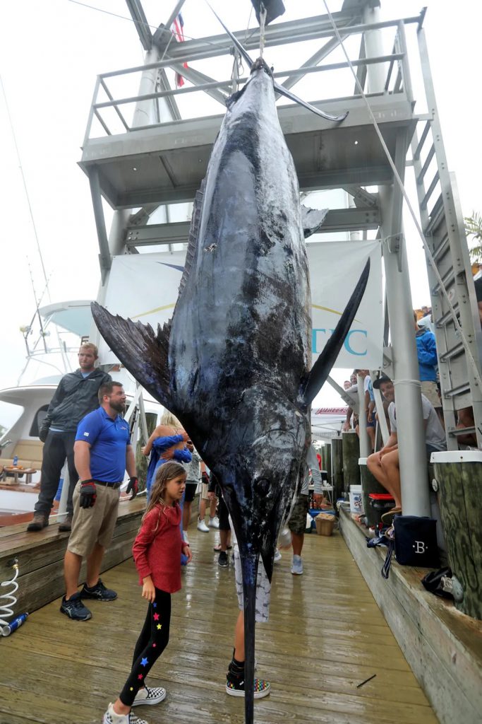 record blue marlin