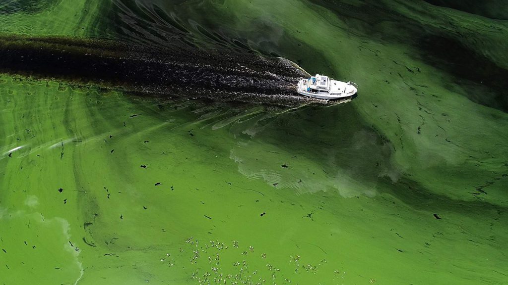 algal bloom from lake okeechobee