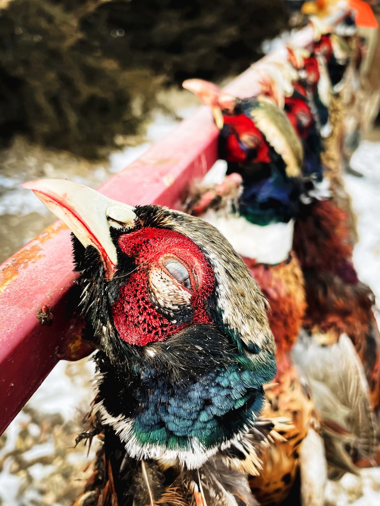 dead pheasants after a hunt