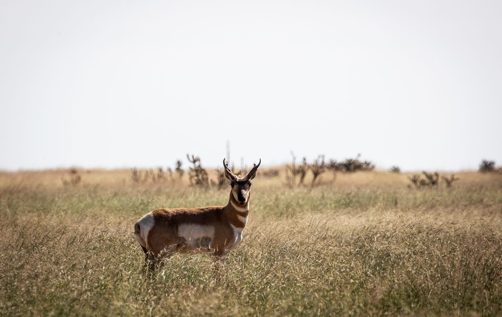 pronghorn buck standing broadside