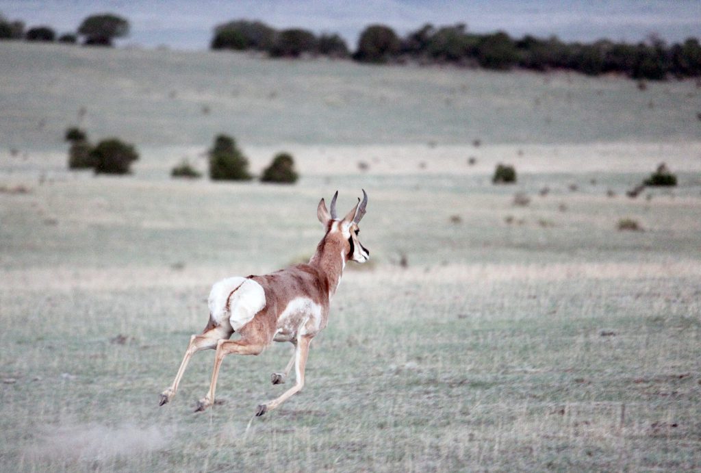 pronghorn buck running