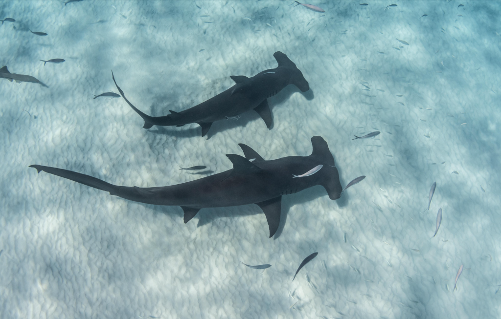 juvenile sharks