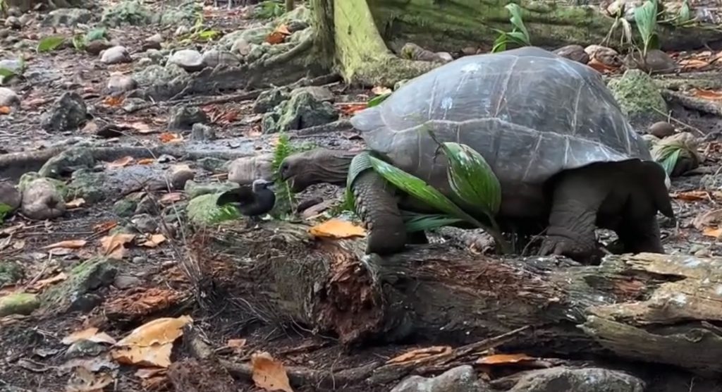 slo-mo tortoise kill