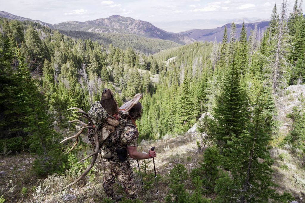 packing out elk in the mountains