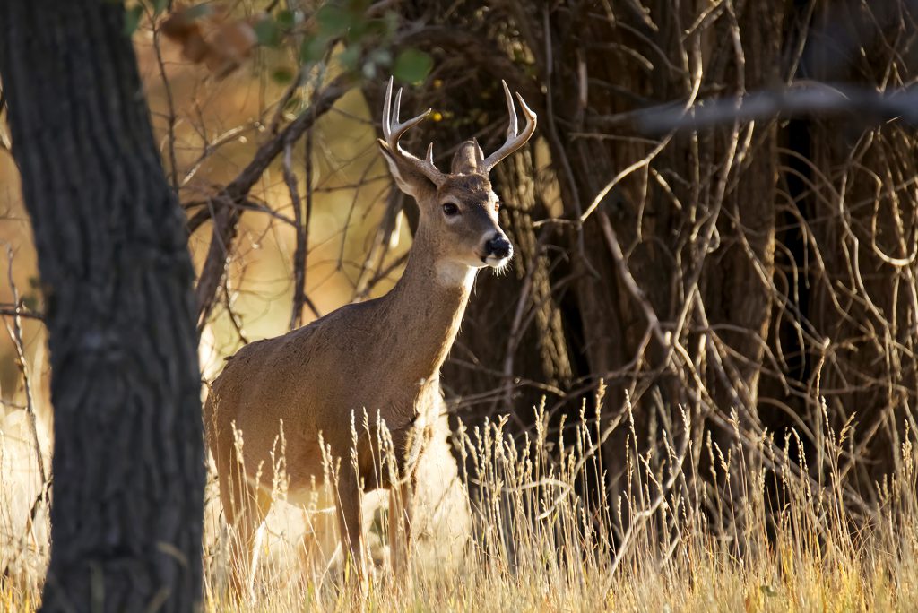 covid in whitetail deer