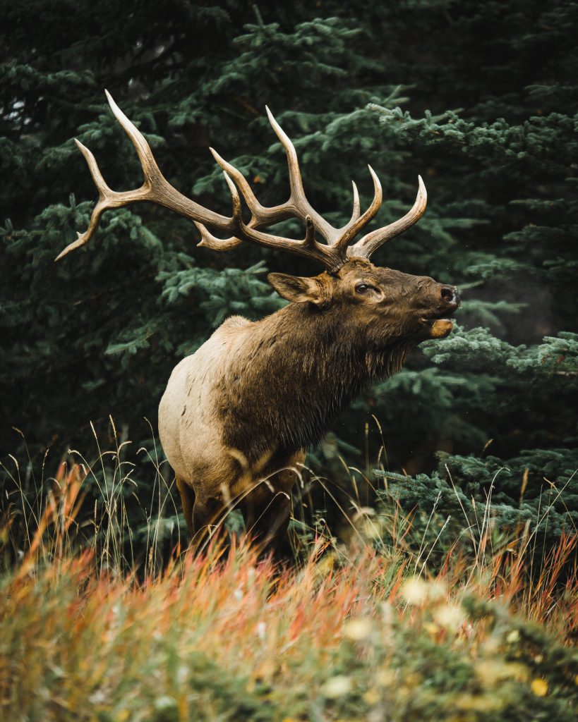 elk pines bugle bull elk