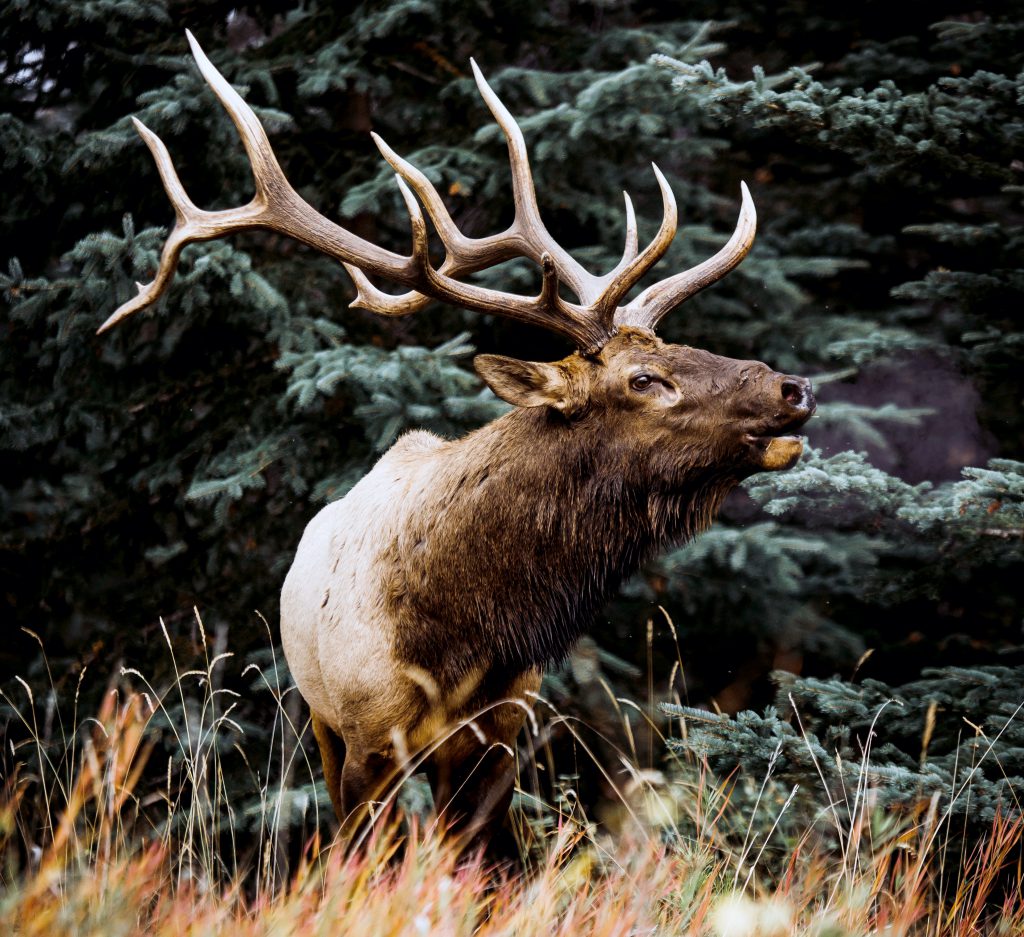 elk bugling