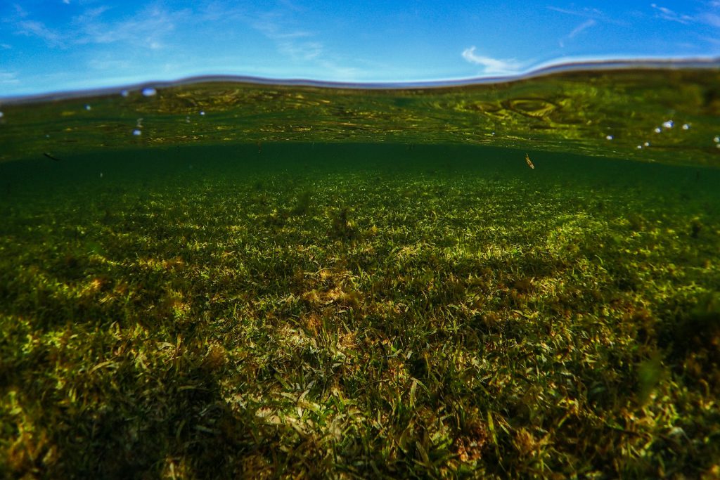 seagrass in florida