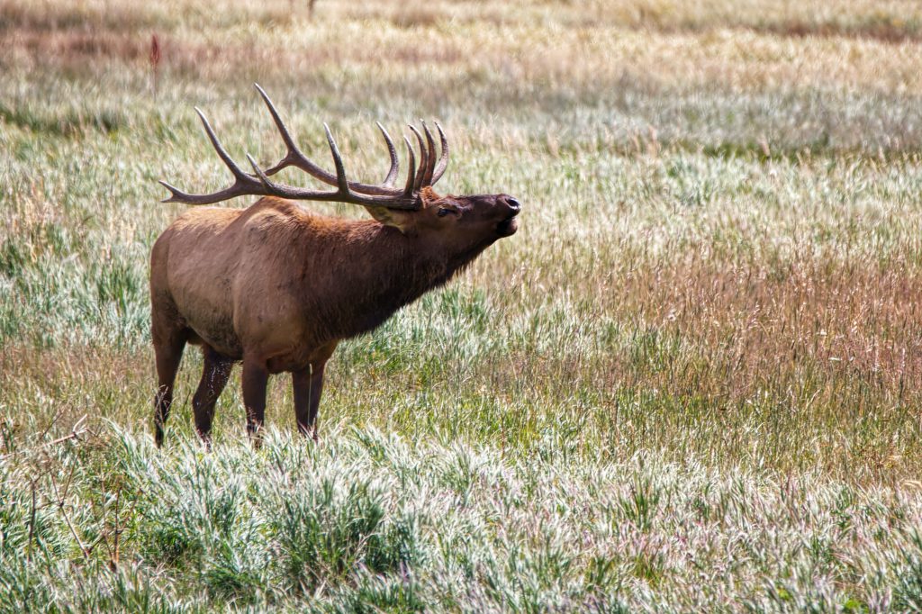 elk field bugle