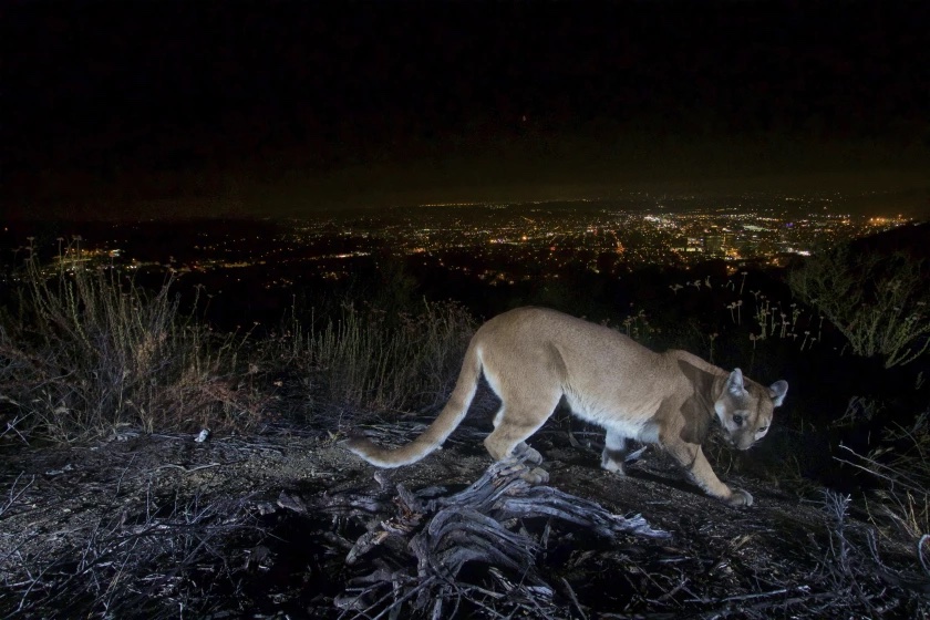 cougar moving at night