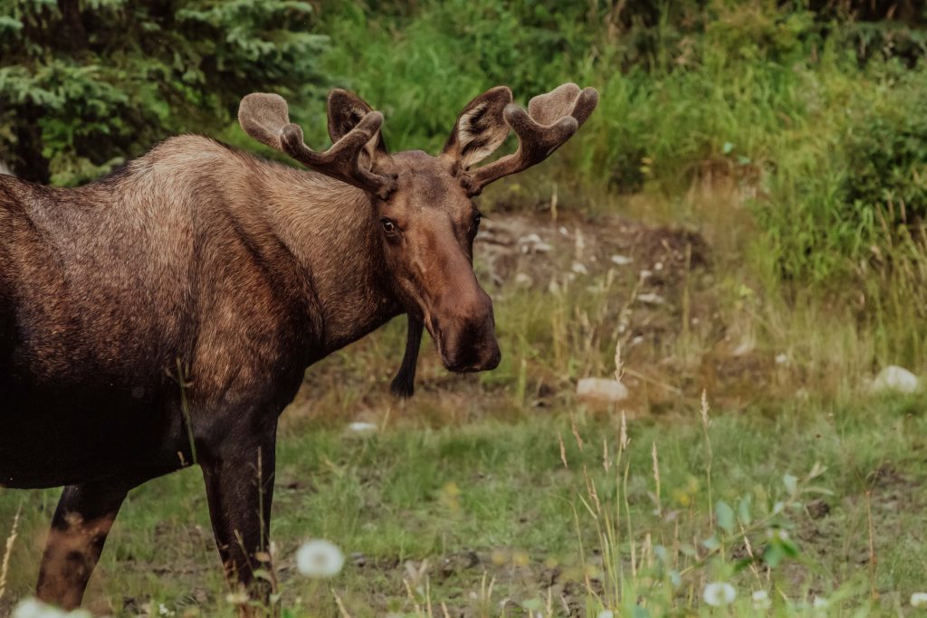 moose in vail parking garage