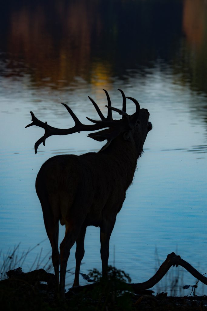 elk silhouette bugle lake