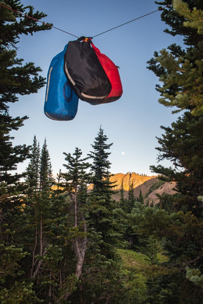 food secured from a grizzly in a tree