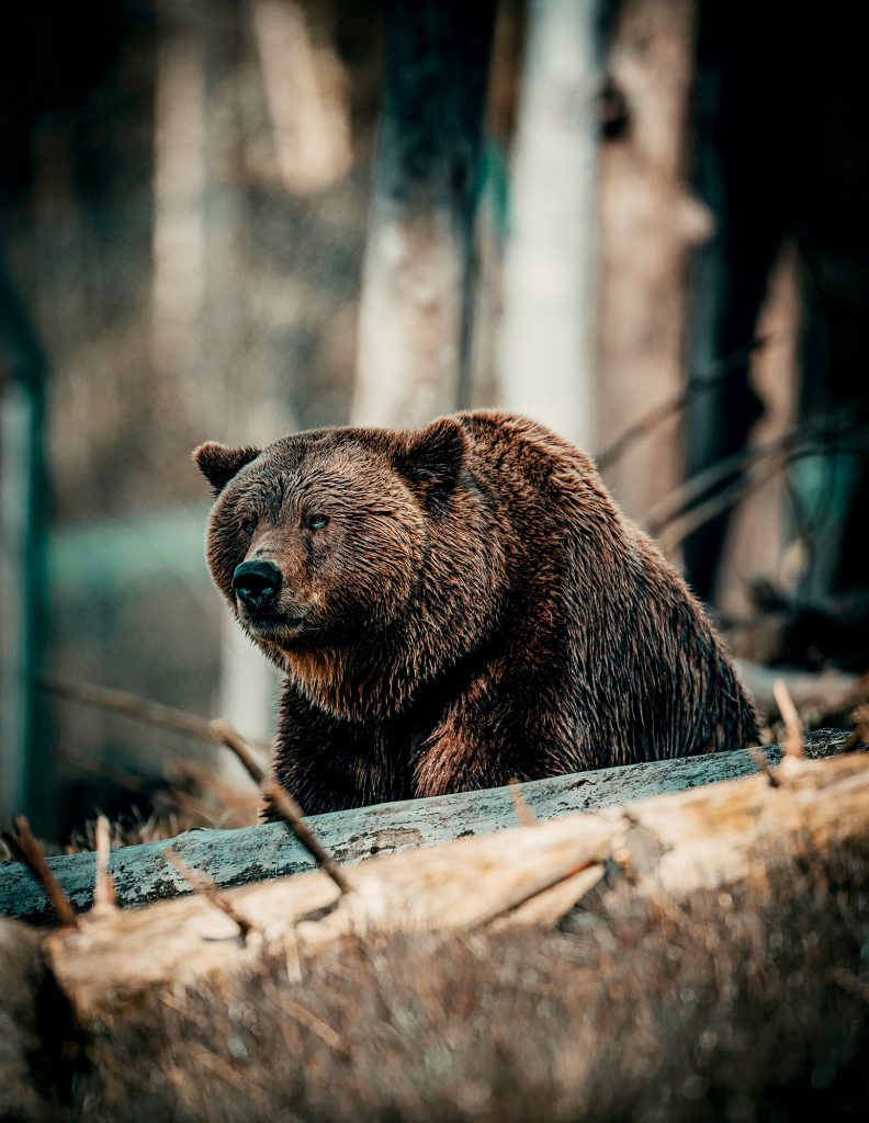 large brown bear on logs
