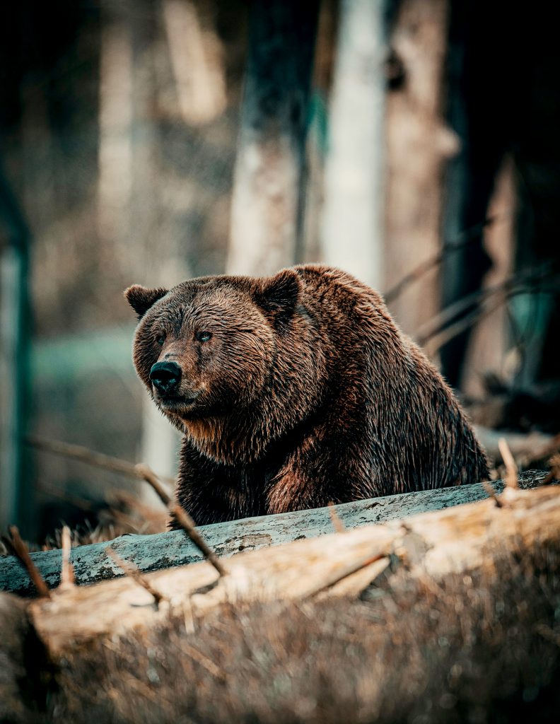 grande orso bruno su tronchi