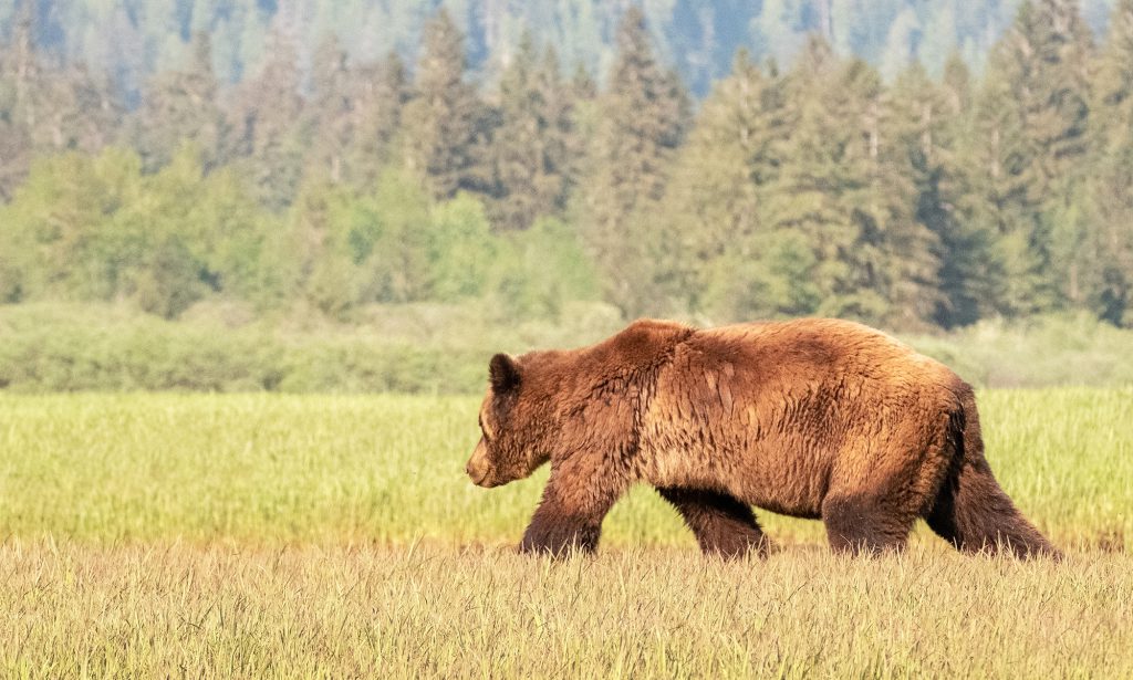 How to Not Get Attacked by a Bear