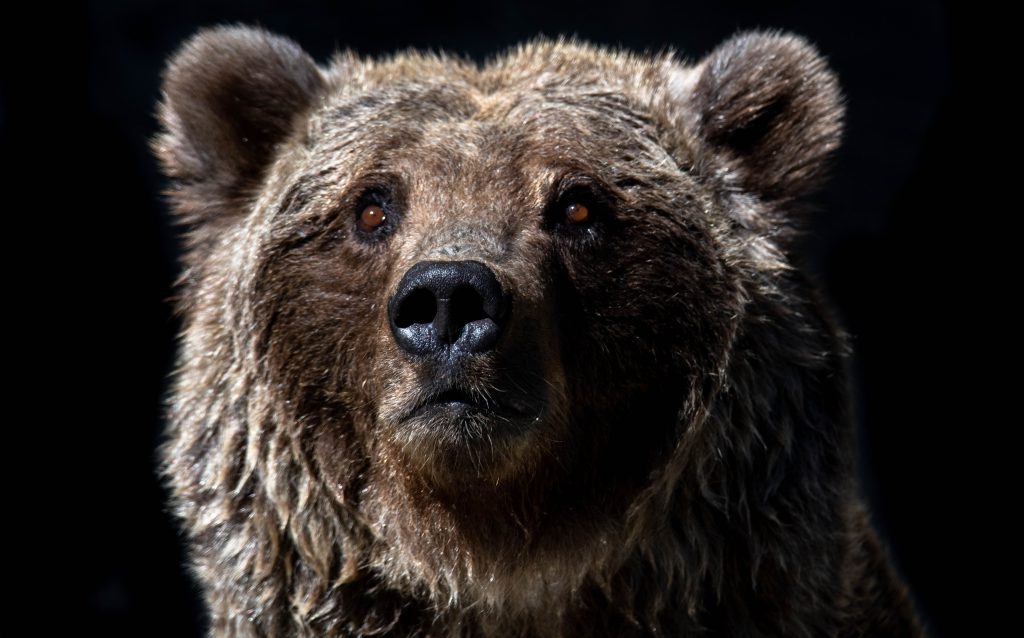 brown bear face