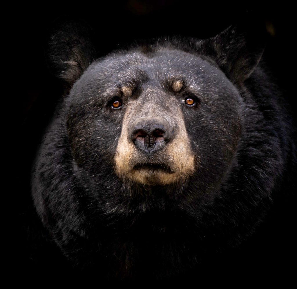 cara de un oso negro