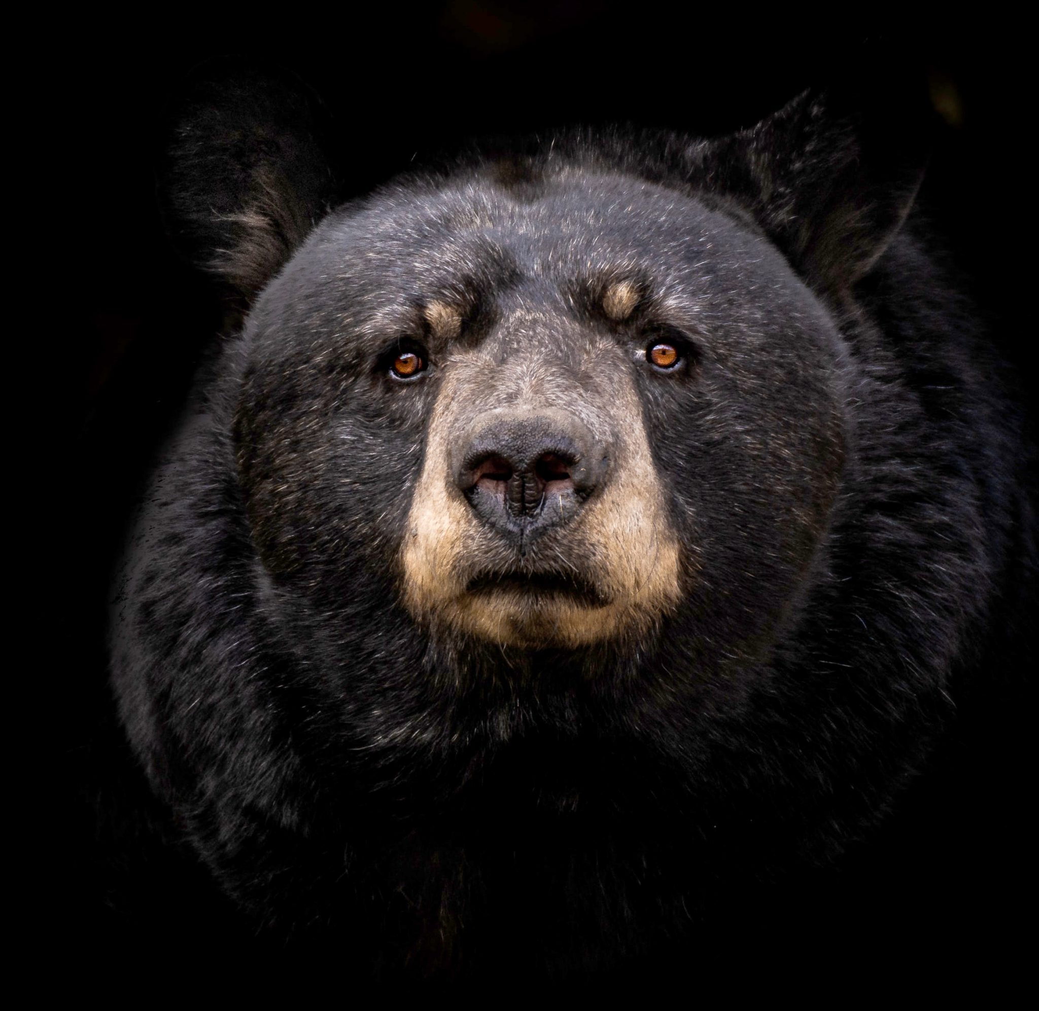 6 Fatal North American Bear Attacks in 2021: Is This the New Normal?