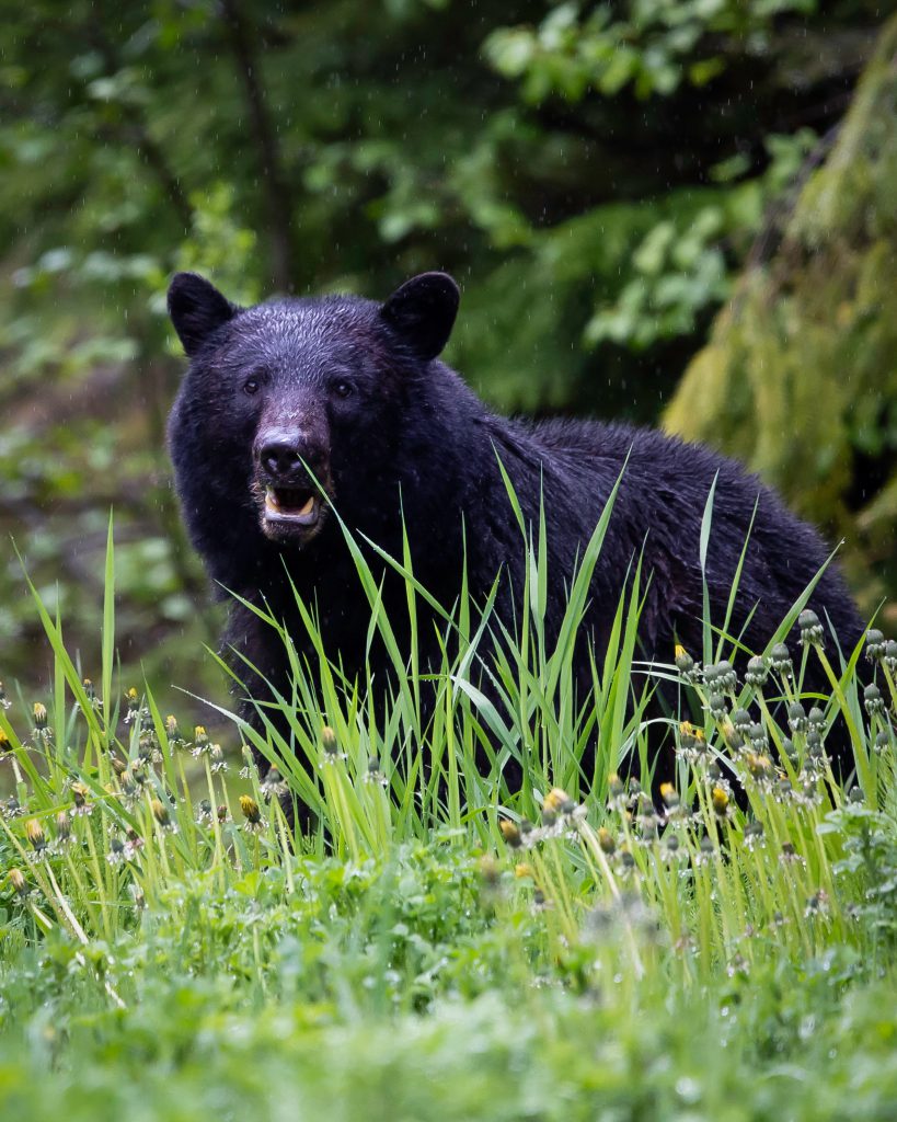 oso negro en hierba alta