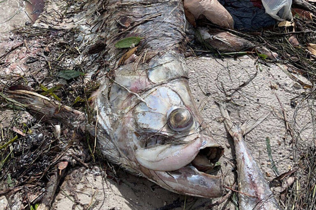 tampa bay fish kill