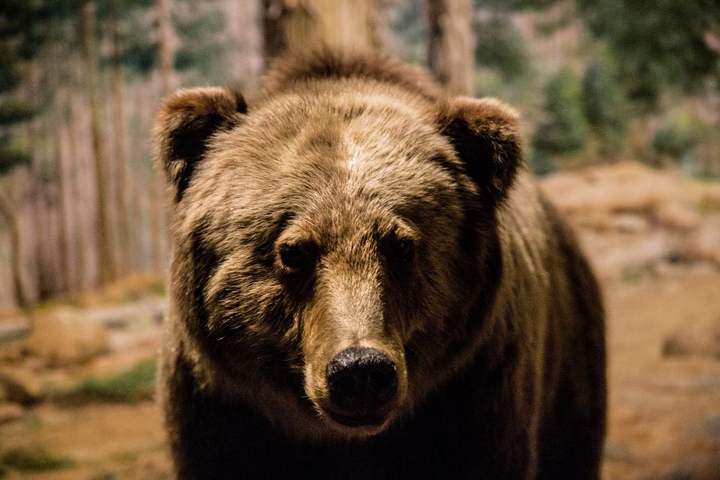 a grizzly head on