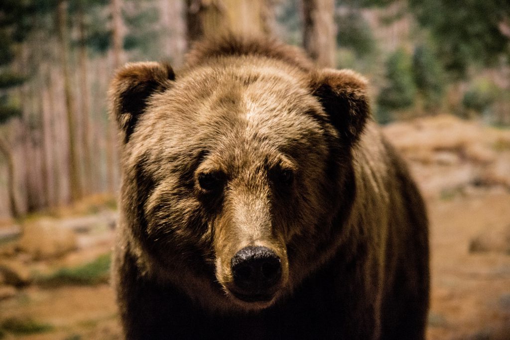 una cabeza de oso pardo en