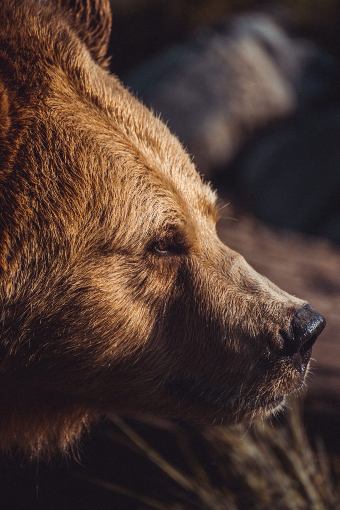 perfil de cara de oso pardo