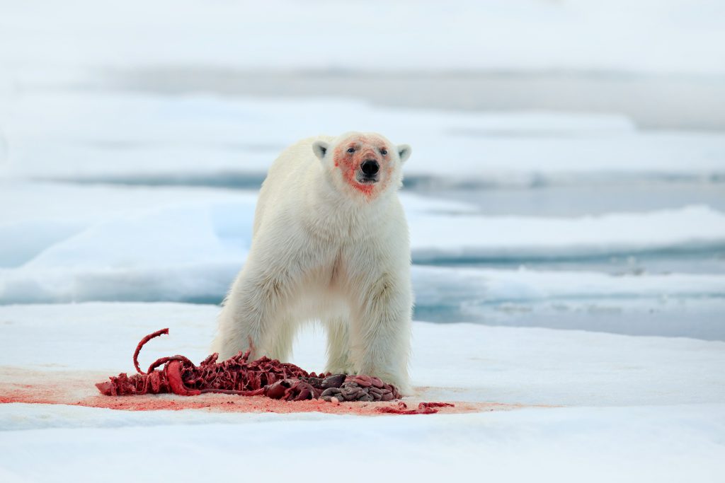Polar bear bar fight