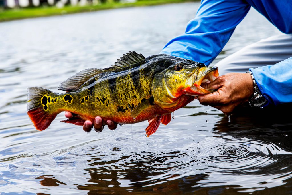 Urban Fishing: Five of the Best Big Cities for Anglers