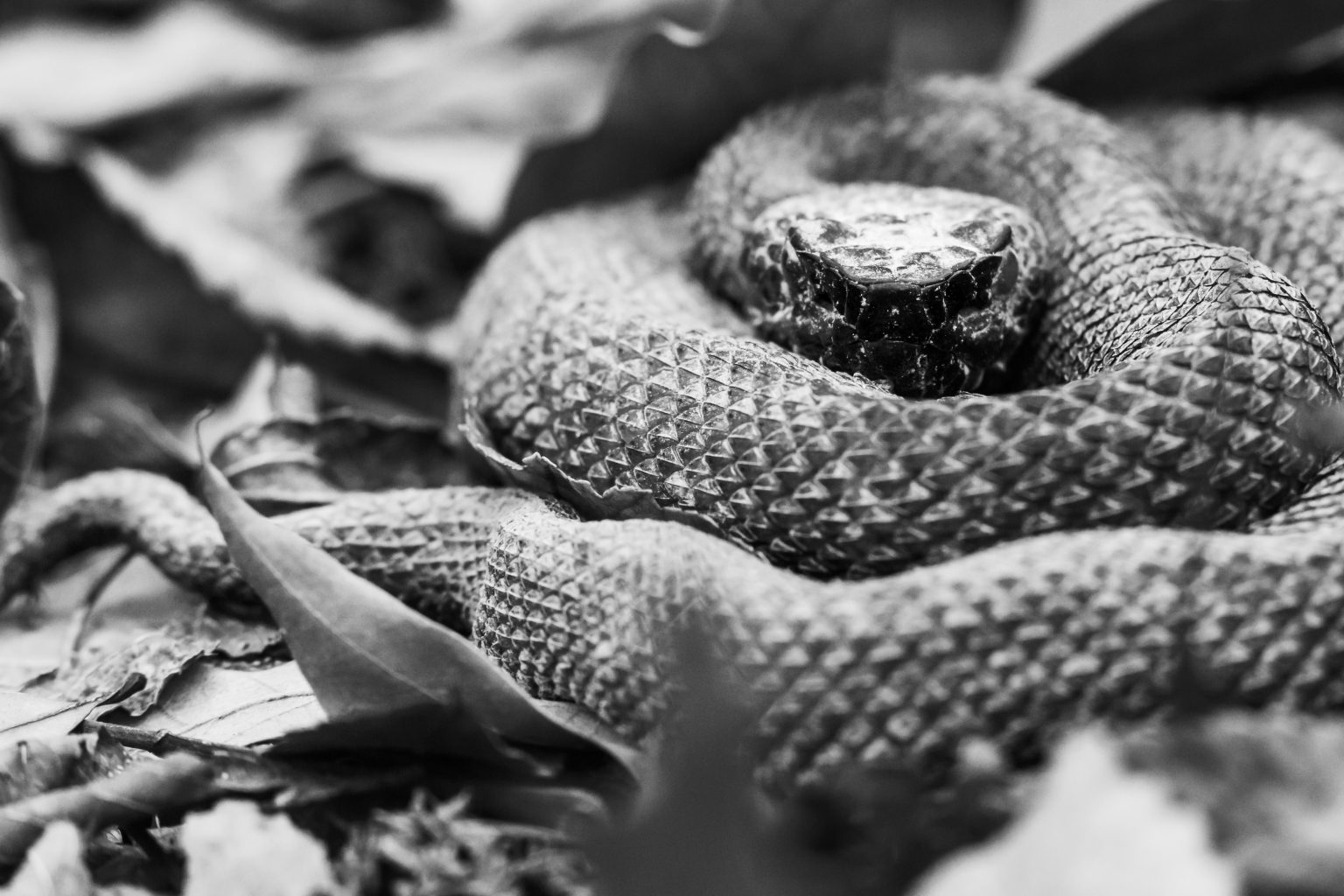 Deadliest Snakes in the US: 8 Bites You Want to Avoid