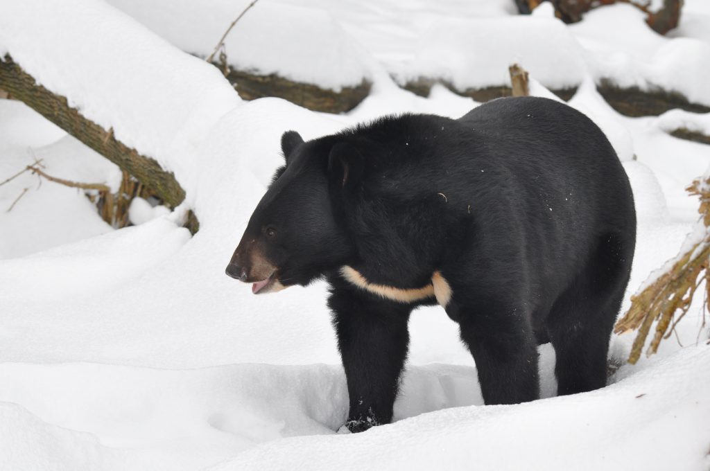 asian black bear bar fight