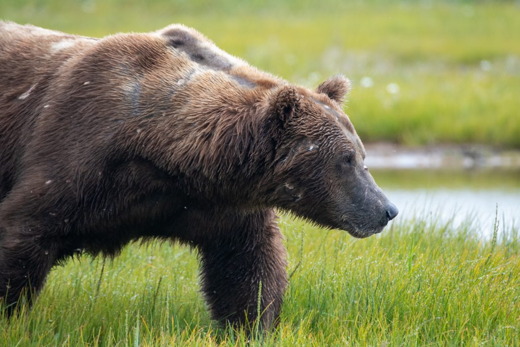 great big coastal brown bear