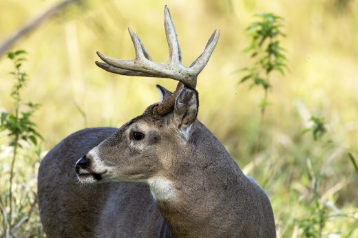 Michigan’s “Do Not Eat” Deer Advisory Questions Safety of Venison