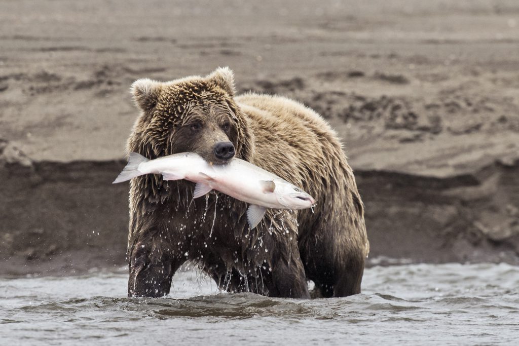 grizz and a fish