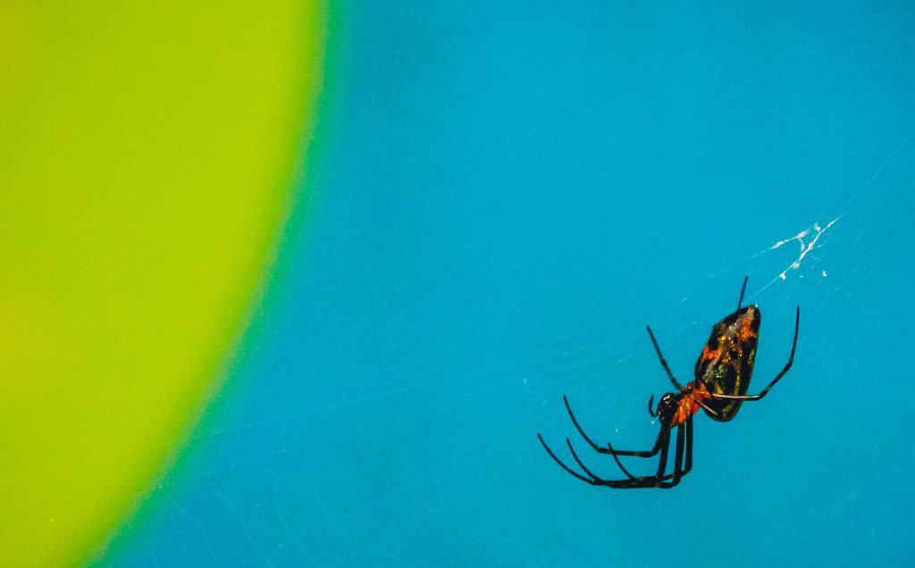 black widow spider on web