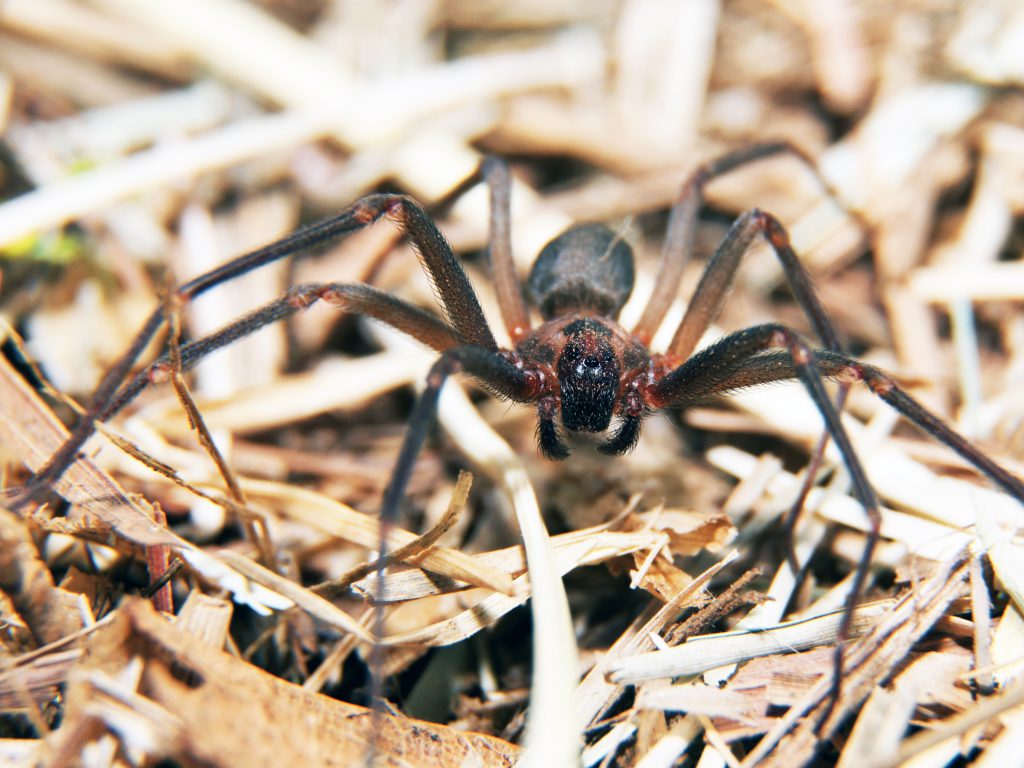 brown recluse spider in dry grass deadliest spiders