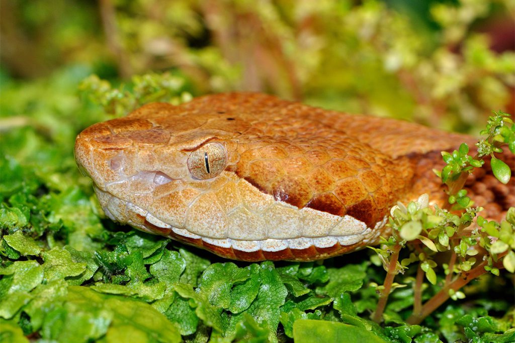 copperhead close up