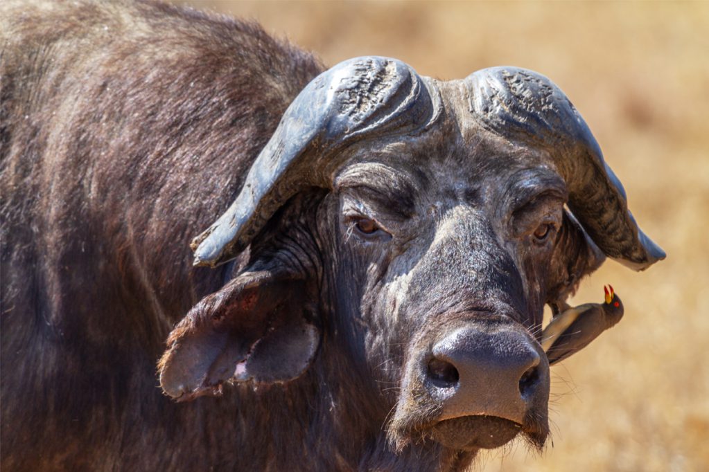 old african buffalo bull