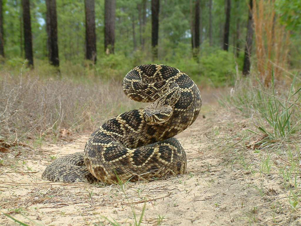 eastern diamondback