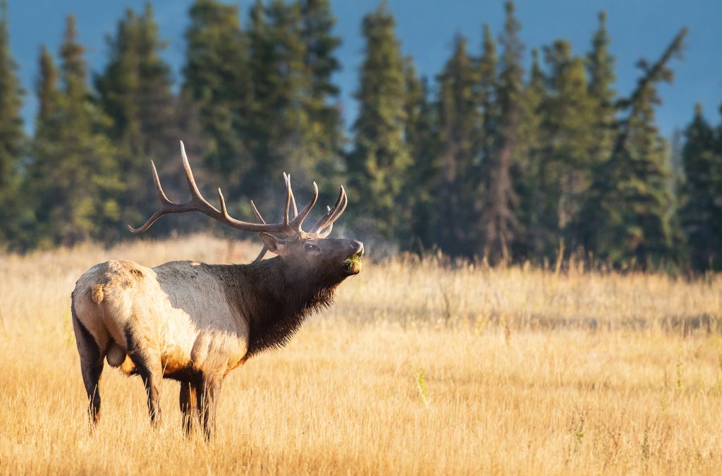 bull elk bugling in field