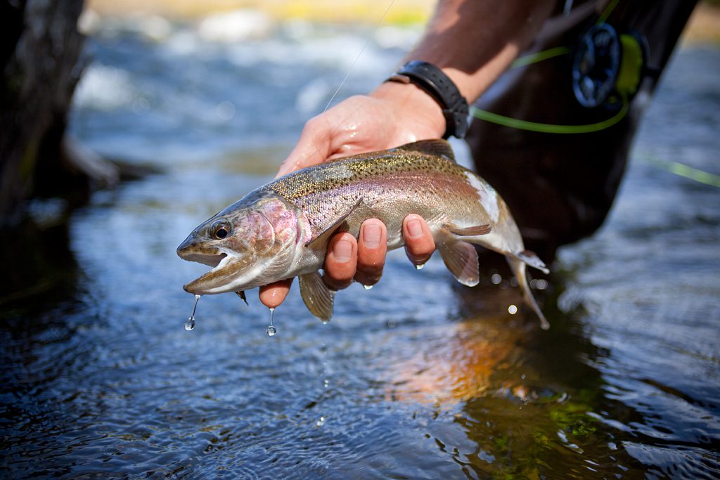 henrys fork rainbow fish per mile