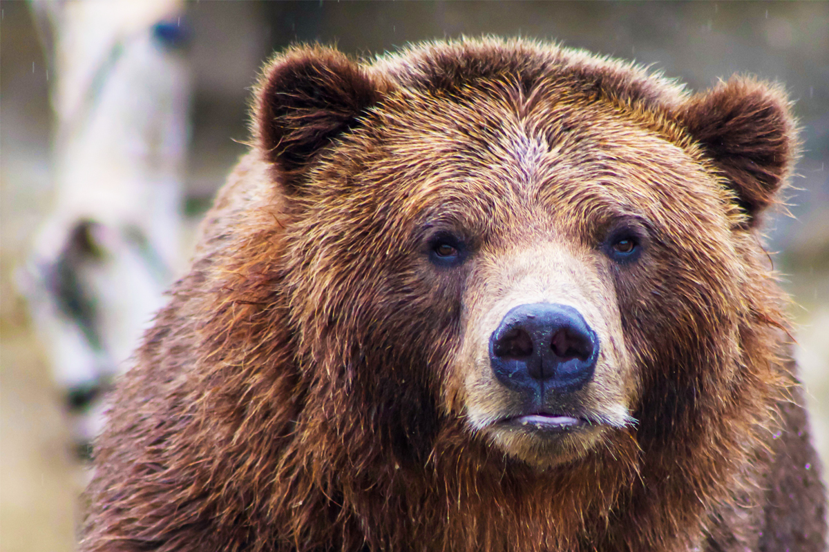 grizzly bear face close up