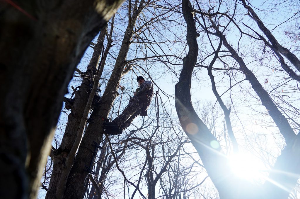 wind movements in trees