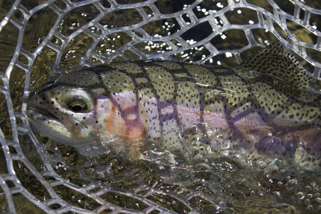 snake river rainbow