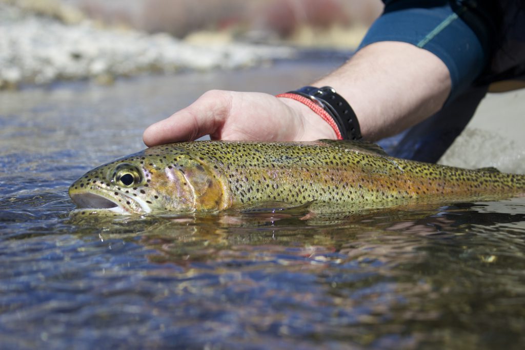 big lost river rainbow trout fish per mile